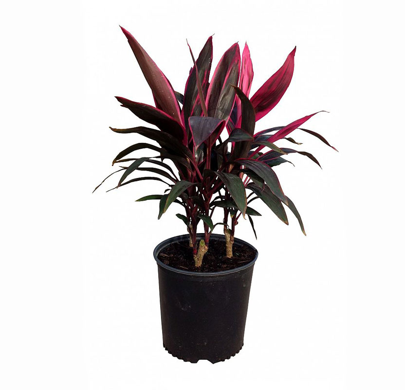 کردلین (کوردیلین)